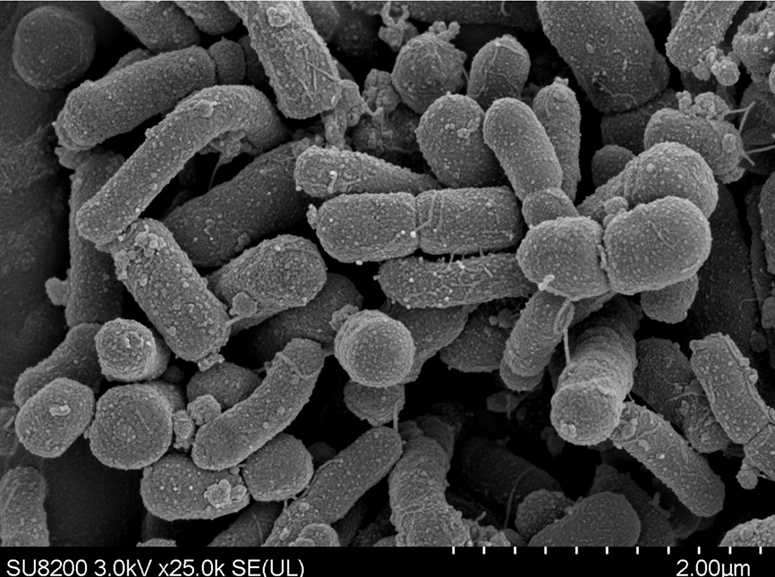 又有新发现!五粮液再次分离出新菌种