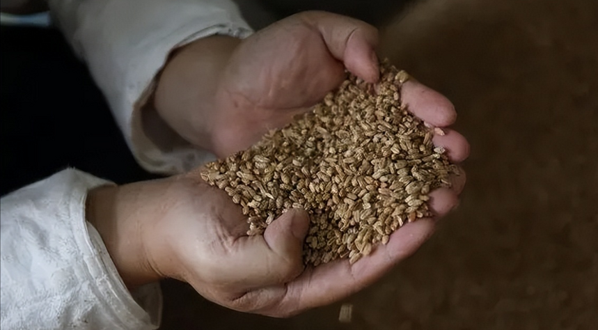 酱香型白酒的酒曲与其他香型有何不同?